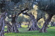oliviers provence