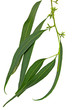 rameau d'eucalyptus