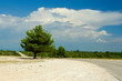 Foto: Tree by road scene during summer Tree by road scene during summer