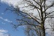 les nuages épousent les branches d'un chêne