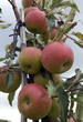 Apfelbaum