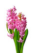 Pink hyacinths isolated on white background Pink hyacinths isolated on white background