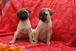 Kleine Mopshündin, 10 Wochen alt, Pugs