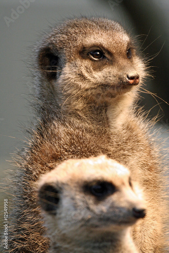 9203 - Erdmännchen