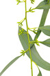 rameau d'eucalyptus australien