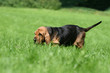 le jeune saint hubert en train de flairer dans le jardin