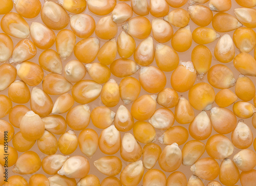 Photo: Corn Corn