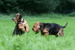deux chiots saint hubert en train de jouer à la campagne