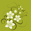 White orchid