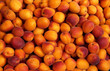 étal d’abricots au marché étal d’abricots au marché