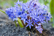 spring flower