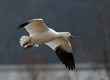 Snow Goose in Flight Snow Goose in Flight