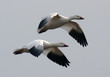 Snow Geese in Flight Snow Geese in Flight
