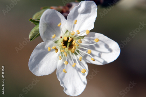 Photo: Fiore bianco di pruno/prugno Fiore bianco di pruno/prugno