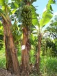 Bananeira
