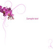 Purple orchid romantic background