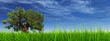 3d green grass, a blue sky with a natural old baobab tree