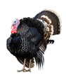 A turkey gobbler isolated on white