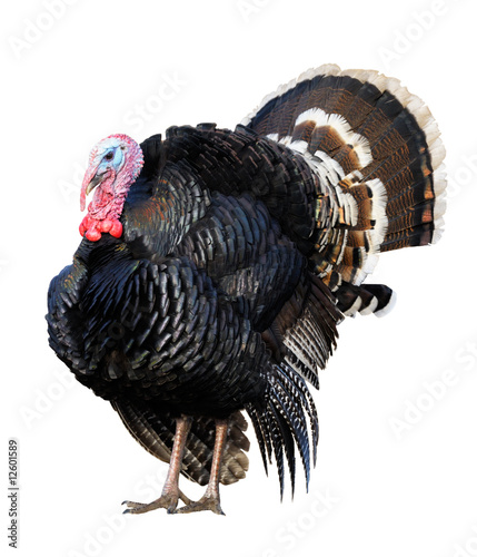 Photo: A turkey gobbler isolated on white A turkey gobbler isolated on white