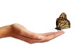 Butterfly on a hand