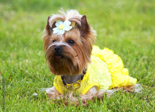 Foto: Jorkshirsky terrier on a grass Jorkshirsky terrier on a grass