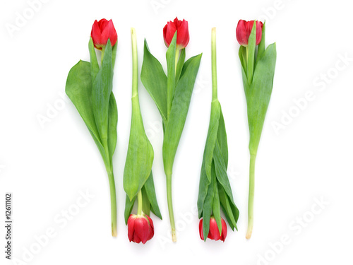 Photo: Tulips Tulips
