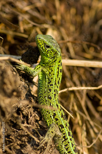 Foto: Sand Lizard, Lacerta agilis Sand Lizard, Lacerta agilis