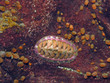 Blue-Line Chiton (Tonicella undocaerulea)