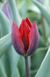 Photo: Close up view of a double early tulip flower bud and shaded petals, variety "Couleur Cardinal" Close up view of a double early tulip flower bud and shaded petals, variety "Couleur Cardinal"