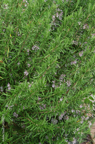 Photo: Rosemary Rosemary