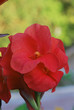Hybrid Canna "Amazing Grace"