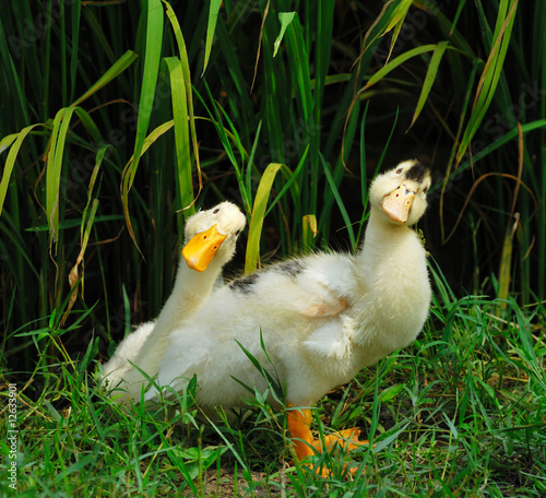 cute ducks