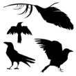 Vector: Vector silhouettes of ravens, crows, other birds Vector silhouettes of ravens, crows, other birds