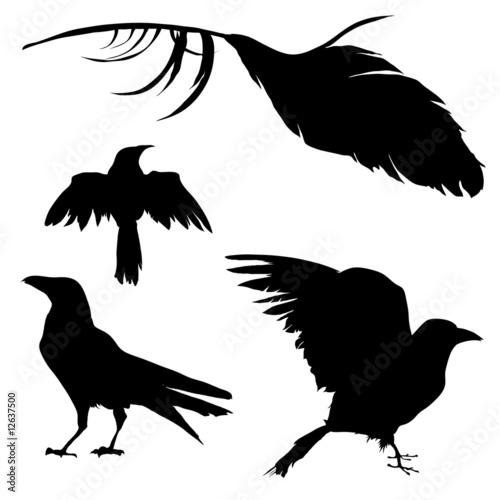 Vector: Vector silhouettes of ravens, crows, other birds Vector silhouettes of ravens, crows, other birds