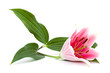 lilly flower