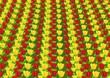 Tulpenfeld / tulip field