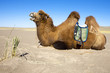 Camel waiting