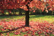 Erable entouré de feuilles mortes Erable entouré de feuilles mortes