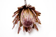 Dried protea flower isolated ona white background. Dried protea flower isolated ona white background.