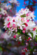 Cherry flowers