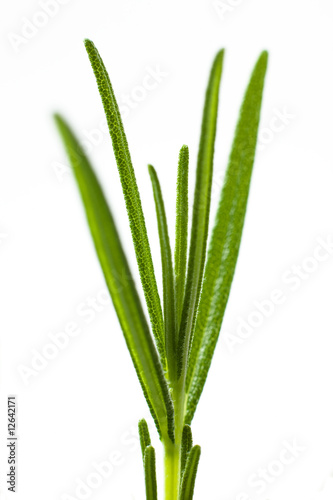 Photo: Close-up rosemary Close-up rosemary