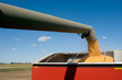 Corn Harvest