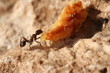 fourmis