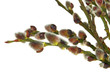 Weidenkätzchen - catkin 08
