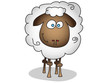 sheep isolated sheep isolated