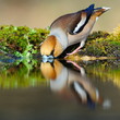 Drinking hawfinch reflecting in water