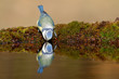 Drinking blue tit reflecting in water