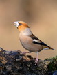 Hawfinch portrait