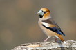 Hawfinch portrait