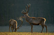 Red deers grazing on a meadow